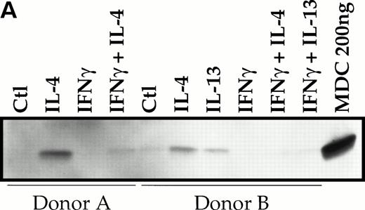 Fig. 3. Divergent effect of IL-4 and IFN-γ on MDC protein production. Supernatants of monocytes stimulated with or without IL-4 (20 ng/mL), IL-13 (20 ng/mL), and IFN-γ (500 U/mL) were examined for immunoreacting MDC using MoAb 252Y (A) or by MDC specific ELISA (B). Each panel shows the results of two independent experiments.