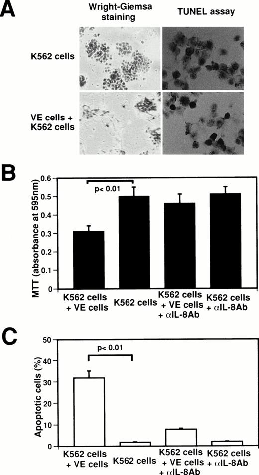 Fig. 4. Effect of interaction between human venous endothelial cells (VE cells) and K562 cells on secretion of endothelial IL-8 and apoptosis. K562 cells (5 × 104cells) were seeded with or without confluent VE cells in 24-well plates. Cell culture was boosted with or without anti–IL-8 antibody (5 μg/mL) every 24 hours. After 2 days, Wright-Giemsa staining was performed in 24-well plates (A). K562 cells and supernatants were collected, and MTT assay (B), TUNEL assay (C), and ELISA for IL-8 were performed. For (A), original magnification × 60. Data shown come from three independent experiments. Statistical analysis was performed using the Student’s t-test.