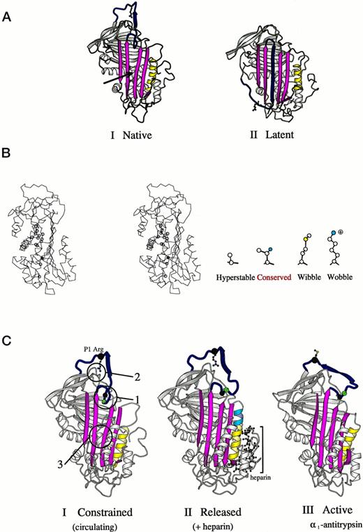 Fig. 6. (A) Crystallographic structures153942 of antithrombin (I) and its latent form (II) in a schematic ribbon depiction illustrating the mousetrap-like mechanism of inhibition. The reactive center loop of the native molecule (blue with Arg393 as ball and stick model) can spontaneously insert as shown here as the middle strand of the A-sheet (magenta) to give the inactive but stable latent conformation. The region critical to sheet opening is indicated by the arrow in I. (B) Stereo outline showing a side view of the region underlying the opening of the A-sheet of antithrombin as arrowed in (A-I). The position of amino acids known, from other mutants,1036 to affect the stability of sheet movement are shown as circles. Filled in blue is threonine 85 (59 in α1-antitrypsin), the site of the Wibble and Wobble mutations. The nature of amino acid mutations at this site and their effect on stability are indicated in the side diagram. (C) Crystallographic depictions of the structure of antithrombin15 before (I) and after (II) activation by the heparin pentasaccharide, with (III) the fully activated archetypal conformation of 1-antitrypsin.43 The structures show the sequential rearrangements involved in activation with closure of the 5-stranded A-sheet and exposure of the side chain of the reactive center. Identified constraints that hold the molecule in its low-activity (circulating) form are numbered in I. 1, the insertion of the hinge of the loop into the A-sheet; 2, the hydrogen bonding of the reactive center arginine to the body of the molecule; and 3, the stability of the semi-opened A-sheet, (Adapted and reprinted with permission from Jin et al.15 Copyright 1997 National Academy of Sciences, U.S.A.)