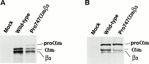 Fig. 6. Expression of IIb containing the Gln747 → Pro (Pro747) mutation in transfected cells. (A) Immunoprecipitation analysis of biotin surface-labeled transfected cells. Wild-type or the mutant Pro747 form of IIb cDNA was cotransfected with wild-type β3 cDNA into 293 cells. The transfected cells were surface labeled with biotin 2 days after transfection. Immunoprecipitation was then performed using AP2 (IIbβ3 complex-specific MoAb). Precipitates were separated by 6% sodium dodecyl sulfate-polyacrylamide gel electrophoresis (SDS-PAGE) under reducing conditions. After transferring to a nitrocellulose membrane, precipitated proteins were detected by chemiluminescence. (B) Immunoblot analysis of transfected cells. The transfected cells were lysed and separated by 6% SDS-PAGE under reducing conditions 2 days after transfection. After transferring to a nitrocellulose membrane, IIb and β3 were detected with polyclonal anti-IIbβ3 antisera.