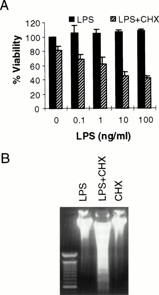 Fig. 1. LPS initiates endothelial apoptosis only in the presence of CHX. (A) HMEC-1 cells were treated with LPS for 15 hours in the presence or absence of CHX (50 μg/mL). Each data point is the proportion of viable cells with respect to cells treated with medium only. Results are the means + SD of three experiments. (B) HMEC-1 cells were treated with LPS (100 ng/mL) only, LPS and CHX (50 μg/mL), or CHX only for 15 hours and harvested DNA was separated on an ethidium bromide-stained agarose gel. The lane on the left is a 100-bp molecular weight marker.