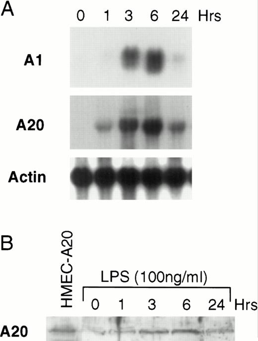 Fig. 2. LPS induces A1 and A20 in HMEC-1 cells. (A) After treatment with LPS (100 ng/mL) for various times, total RNA from HMEC-1 cells was subjected to Northern analysis. (B) Protein lysates from HMEC-1 cells were also harvested at times after LPS stimulation as in (A) and analyzed by immunoblotting. The first lane shows HMEC-1 cells engineered to constitutively express A20 (HMEC-A20).