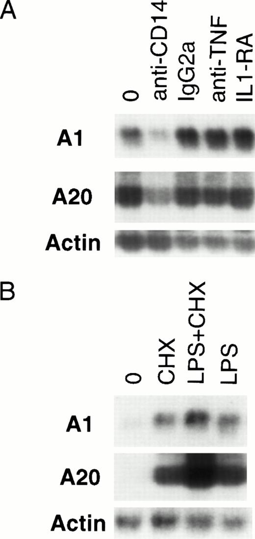 Fig. 4. LPS-initiated accumulation of A1 and A20 mRNA is an early gene response dependent on CD14. (A) Northern analysis of HMEC-1 cells treated with neutralizing antibodies to CD14 and TNF, an IL-1 antagonist (IL-1RA), or an anti-CD14 isotype control (IgG2a) for 1 hour before stimulation with LPS (100 ng/mL) for 3 hours. (B) Northern analysis of HMEC-1 cells after 3 hours of treatment with LPS (100 ng/mL) only, CHX (50 μg/mL) only, or LPS and CHX.