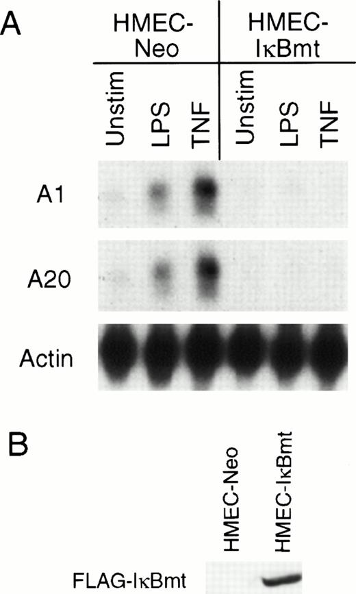 Fig. 5. Inhibition of NF-κB activation blocks LPS-mediated A1 and A20 induction. (A) HMEC-1 cells transduced with a FLAG-IκBmt construct (HMEC-IκBmt) or empty vector (HMEC-Neo) were treated with LPS or TNF for 3 hours and subjected to Northern analysis. (B) Transduced cell lines were immunoblotted with the FLAG (M2) antibody to confirm expression of the FLAG-IκBmt protein.