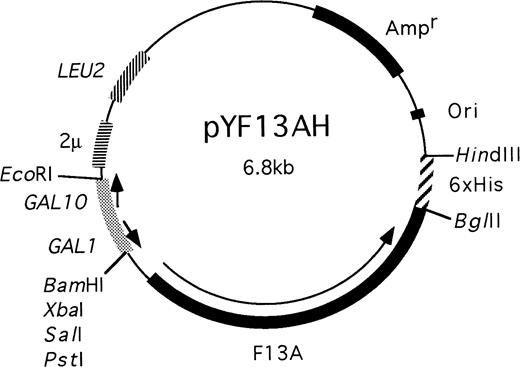 Fig. 1. A diagram showing the structure of the plasmid used to express recombinant factor XIII with an extension of 6 histidine residues at the C-terminal.
