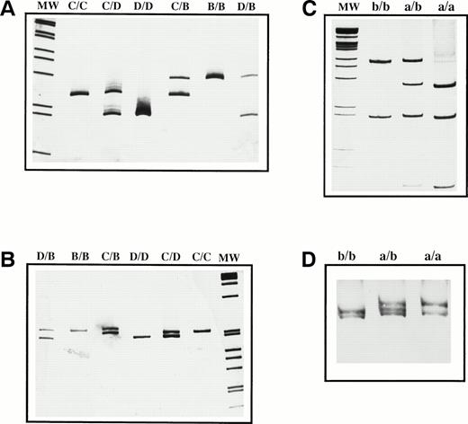 Fig. 1. Genetic determination of the VNTR and HPA-2 regions of GPIb. PCR analysis of the VNTR polymorphism was performed with two different sets of primers: VNTR F3/B4 (A) and VNTR F2/B5 (B). HPA-2 identification was performed by PCR-ASRA–BsaHI digestion (C) and confirmed by SSCP (D). Amplified products were resolved by acrylamide gel electrophoresis and stained with AgNO3. The genotype of the VNTR and HPA-2 polymorphisms is indicated at the top of each lane. MW represents the 1-kb marker ladder (GIBCO-BRL, Life Technologies, Barcelona, Spain).