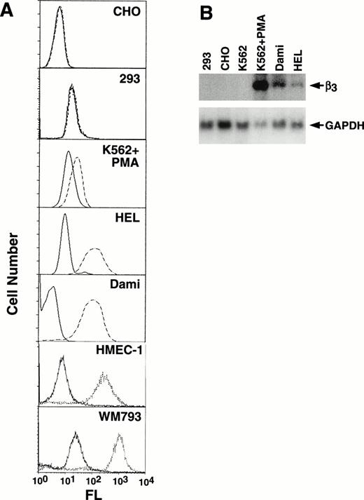 Fig. 2. Characterization of cell line β3expression. (A) Flow cytometry analysis of CHO, 293, PMA-induced K562, HEL, Dami, HMEC-1, and WM793 cells. Fluorescence (FL) is shown on a logarithmic scale on the x-axis; cell number is shown on the y-axis. Dashed or dotted lines are the results using MoAb T10, which is specific for human IIbβ3 on CHO, PMA-induced K562, HEL, and Dami cells, or β3-specific MoAb AP-3 for 293, HMEC-1, and WM793 cells; solid lines are the negative control using mouse Ig as the primary antibody. FACS analyses were performed at different times such that baseline fluorescence differed among cell lines. The key finding was the shift in fluorescence using MoAbs specific for β3 or IIbβ3. (B) Northern blot analysis of 10 μg total RNA from selected cell lines probed with a full-length 2.6-kb β3 cDNA and exposed to film at −80°C for 14 hours (upper panel). The β3 mRNA signal in HEL cells is more easily seen on 24 hours of exposure. The filter was stripped and rehybridized with a GAPDH cDNA to assess loading equivalency (lower panel). Note that HEL and Dami cell β3 RNA levels correlate well with protein expression, whereas PMA-stimulated K562 cells do not, suggesting that PMA-stimulation has complex effects on β3 protein expression.