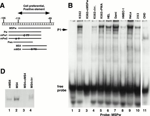 Fig. 4. Cell-specific protein-DNA complex associated with a strong positive regulatory region (−115 to −89) of the β3 regulatory unit. (A) Location of the probes spanning a portion of the β3 regulatory unit that has cell-specific and potent positive regulatory function. In (B) and (C), cold specific and irrelevant oligonucleotide competitors (Table 1) were used in a 50-fold molar excess. Prefixes: c, unlabeled (cold) oligonucleotide; m, mutant oligonucleotide; cm, cold mutant oligonucleotide. (B) EMSA using32P-labeled MSPw oligonucleotide probe incubated with the indicated nuclear extracts. Nuclear extracts used in lane 5 were from K562 cells treated with PMA, which usually, but inconsistently, showed the P1 complex. The megakaryocytic cell-specific band is indicated as P1. The intensity of the P1 signal from PMA-treated K562 cells did not correlate with β3 RNA (see Fig 1B), suggesting that the −115 to −89 sequence is not the sole contributor to transcription. Irr., irrelevant DNA competitor (Table 1). (C) EMSA using32P-labeled Pw, mPu1, or mPu2 oligonucleotide probes incubated with the indicated nuclear extracts. The megakaryocytic cell-specific band is again shown as P1, because it comigrates with the MSPw complex (not shown). Radiolabeled probes are Pw in lanes 1 through 10, mPw1 in lanes 11 and 13, and mPw2 in lanes 12 and 14. (*)32P-labeled DNA probe. (D) EMSA using32P-labeled wild-type (MS4) and mutant (mMS4) oligonucleotide probes and K562 nuclear extracts. cMS4 is unlabeled MS4. Irr., irrelevant DNA competitor.