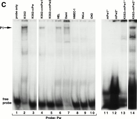 Fig. 4. Cell-specific protein-DNA complex associated with a strong positive regulatory region (−115 to −89) of the β3 regulatory unit. (A) Location of the probes spanning a portion of the β3 regulatory unit that has cell-specific and potent positive regulatory function. In (B) and (C), cold specific and irrelevant oligonucleotide competitors (Table 1) were used in a 50-fold molar excess. Prefixes: c, unlabeled (cold) oligonucleotide; m, mutant oligonucleotide; cm, cold mutant oligonucleotide. (B) EMSA using32P-labeled MSPw oligonucleotide probe incubated with the indicated nuclear extracts. Nuclear extracts used in lane 5 were from K562 cells treated with PMA, which usually, but inconsistently, showed the P1 complex. The megakaryocytic cell-specific band is indicated as P1. The intensity of the P1 signal from PMA-treated K562 cells did not correlate with β3 RNA (see Fig 1B), suggesting that the −115 to −89 sequence is not the sole contributor to transcription. Irr., irrelevant DNA competitor (Table 1). (C) EMSA using32P-labeled Pw, mPu1, or mPu2 oligonucleotide probes incubated with the indicated nuclear extracts. The megakaryocytic cell-specific band is again shown as P1, because it comigrates with the MSPw complex (not shown). Radiolabeled probes are Pw in lanes 1 through 10, mPw1 in lanes 11 and 13, and mPw2 in lanes 12 and 14. (*)32P-labeled DNA probe. (D) EMSA using32P-labeled wild-type (MS4) and mutant (mMS4) oligonucleotide probes and K562 nuclear extracts. cMS4 is unlabeled MS4. Irr., irrelevant DNA competitor.
