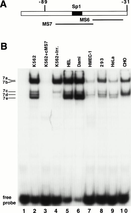 Fig. 6. Demonstration of a DNA-protein complex in the MS7 region of β3. (A) Location of the MS6 and MS7 probes and the putative binding site for the Sp1 transcriptional factor. (B) EMSA using 32P-labeled MS7 DNA probe and the indicated nuclear extracts. Cold specific or irrelevant oligonucleotide competitors (Table 1) were used at a 50-fold molar excess. Irr., irrelevant DNA competitor; c, unlabeled oligonucleotide.