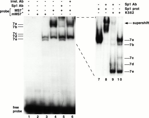 Fig. 7. Interaction of Sp1 with the β3 promoter. EMSA using 32P-labeled mMS7 or MS7 oligonucleotide probes incubated with K562 nuclear protein or purified Sp1 protein as indicated above by the “+.” Sp1-purified protein was used at 1.5 μg/sample. Lanes 7 through 10 are from a different gel that was run longer. The appearance of the 7b band was inconsistently observed with purified Sp1 and this probe. Anti-Sp1 antibody or the irrelevant mouse Ig (irrel. Ab) was added to samples as indicated by the “+” above. Prefix “m” indicates mutant oligonucleotide, as described in Table 1.