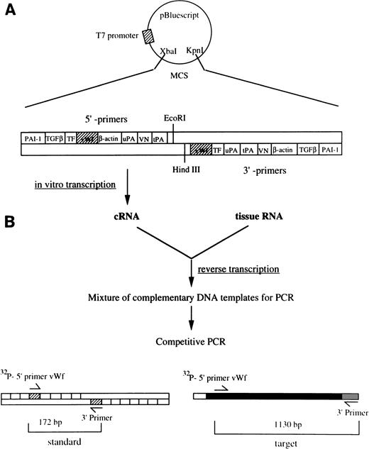 Fig. 1. Quantitation of vWF mRNA by competitive RT-PCR. The approach used to quantitate vWF mRNA in murine tissues is shown in this diagram. (A) The synthetic plasmid used in these experiments is shown. It contains upstream and downstream sequences from several hemostatic genes including vWF. The plasmid was linearized with Kpn I and used as a template for in vitro transcription with T7 RNA polymerase. The resulting cRNA standard was then used as a competitor during RT-PCR. (B) One microgram of total tissue RNA and a fixed amount of the cRNA standard were mixed and then reverse transcribed into cDNA. The resulting mixture thus contained cDNA transcribed from both tissue mRNA and the standard cRNA. Serial twofold dilutions of the DNA mixture were amplified (30 cycles) using the vWF-specific primers containing 1 × 106 cpm of 32P-end labeled sense primer. (C) The PCR reaction mixture was electrophoresed through 2% agarose gels and photographed. The size difference between the PCR products permits easy separation of the standard (172 bp) from the target (1,130 bp). The appropriate bands for each PCR product were cut out of the gel and the radioactivity in each was determined using a scintillation counter. (D) The cpm in the PCR products obtained from the cRNA standard was plotted against the number of cRNA standard molecules used for RT-PCR using a double logarithmic scale. The cpm in the PCR product from the target mRNA was plotted against the amount of target RNA used for RT-PCR. Because the reaction rates for the cRNA standard and target mRNA should be the same, the number of vWF mRNA molecules in the tissue can be determined by extrapolation using the standard cRNA curve.