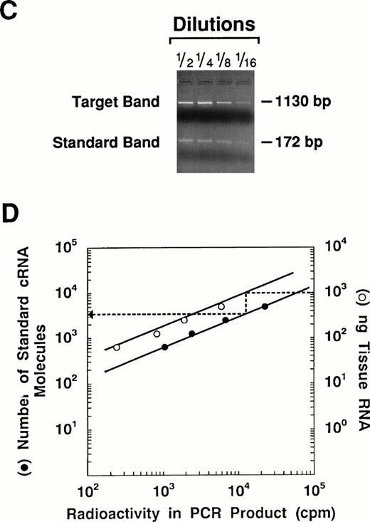 Fig. 1. Quantitation of vWF mRNA by competitive RT-PCR. The approach used to quantitate vWF mRNA in murine tissues is shown in this diagram. (A) The synthetic plasmid used in these experiments is shown. It contains upstream and downstream sequences from several hemostatic genes including vWF. The plasmid was linearized with Kpn I and used as a template for in vitro transcription with T7 RNA polymerase. The resulting cRNA standard was then used as a competitor during RT-PCR. (B) One microgram of total tissue RNA and a fixed amount of the cRNA standard were mixed and then reverse transcribed into cDNA. The resulting mixture thus contained cDNA transcribed from both tissue mRNA and the standard cRNA. Serial twofold dilutions of the DNA mixture were amplified (30 cycles) using the vWF-specific primers containing 1 × 106 cpm of 32P-end labeled sense primer. (C) The PCR reaction mixture was electrophoresed through 2% agarose gels and photographed. The size difference between the PCR products permits easy separation of the standard (172 bp) from the target (1,130 bp). The appropriate bands for each PCR product were cut out of the gel and the radioactivity in each was determined using a scintillation counter. (D) The cpm in the PCR products obtained from the cRNA standard was plotted against the number of cRNA standard molecules used for RT-PCR using a double logarithmic scale. The cpm in the PCR product from the target mRNA was plotted against the amount of target RNA used for RT-PCR. Because the reaction rates for the cRNA standard and target mRNA should be the same, the number of vWF mRNA molecules in the tissue can be determined by extrapolation using the standard cRNA curve.