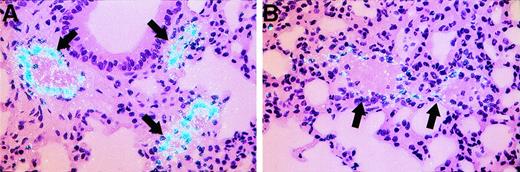 Fig. 8. In situ hybridization analysis for vWF mRNA in tissues from control and LPS-treated mice. Tissue sections from lung of control mice (A) and mice treated with LPS for 3 hours (B) were hybridized for vWF mRNA as described in Materials and Methods. Arrows indicate pulmonary arteries or veins. Slides were exposed for 8 weeks. Original magnification × 400.