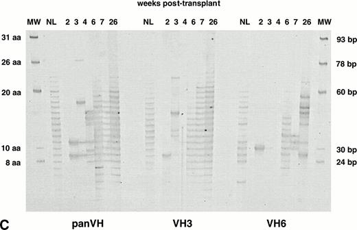 Fig. 1. IgM H CDR3 fingerprinting after (A) allogeneic BMT (patient no. 1), (B) autologous PBSCT (patient no. 9), and (C) CD34 selected autologous PBSCT (patient no. 11). IgM H CDR3s were amplified in PCRs using PBMC cDNA as described in Materials and Methods. The Ig H panVH (consensus) primer, VH3 primer, or VH6 primer was used in combination with the Cμ primers to obtain panVH, VH3, or VH6 fingerprinting profiles, respectively. PCR products were run on 5% polyacrylamide sequencing gels that result in resolution of CDR3s according to basepair size. Therefore, each band in fingerprinting corresponds to a certain CDR3 size. Molecular markers (MW) are provided of known basepair size and the corresponding number of encoded aa. Bands are separated from each other by 3 bp because of the abundance of in-frame Ig transcripts in total RNA. Nevertheless, violation of 3-bp spacing of bands can be seen occasionally. The numbers above the lanes indicate the number of weeks when the blood samples were collected posttransplant. Lanes marked NL show the H CDR3 profiles of a normal donor. The number of bands in each lane correlates directly with the repertoire diversity. The band intensity reflects the total amount of CDR3 transcripts that comprise the band. The band intensities are comparable to each other within a lane. Absolute lymphocyte counts per microliter at corresponding weeks were as follows: (A) 10 (2 weeks), 136 (3 weeks), 196 (4 weeks), 398 (5 weeks), 1,175 (7 weeks), 1,479 (10 weeks), 1,295 (12 weeks), 627 (14 weeks), 910 (24 weeks), and 1,240 (36 weeks); (B) 200 (2 weeks), 500 (4 weeks), 1,918 (6 weeks), 1,500 (19 weeks), and 1,231 (36 weeks); (C) 19 (2 weeks), 200 (3 weeks), 700 (4 weeks), 400 (6 weeks), 1,000 (7 weeks), and 1,100 (26 weeks). Shown are IgM fingerprinting profiles representative of 11 patients and normal donors of allogeneic BMT recipients.