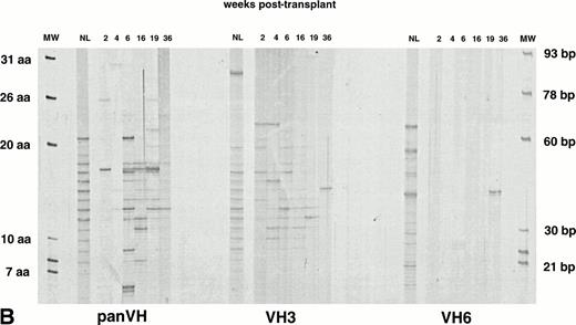 Fig. 4. IgG H CDR3 fingerprinting after (A) allogeneic BMT (patient no. 1), (B) autologous PBSCT (patient no. 9), and (C) CD34 selected autologous PBSCT (patient no. 11). IgG panVH, VH3, and VH6 H CDR3 fingerprinting profiles were obtained as described in Fig 1 and Materials and Methods. Cγ primers were used instead of Cμ primers to amplify H CDR3s in PCRs. MWs are provided of known basepair size and the corresponding number of encoded aa. The numbers above the lanes indicate the number of weeks when the blood samples were collected posttransplant. Absolute lymphocyte counts at corresponding weeks are as shown in Fig 1. Lanes marked NL show the IgG H CDR3 profiles of a normal donor. IgG H CDR3 repertoire reconstitution was significantly delayed posttransplant. Shown are IgG fingerprinting profiles representative of 11 patients and normal donors of allogeneic BMT recipients.