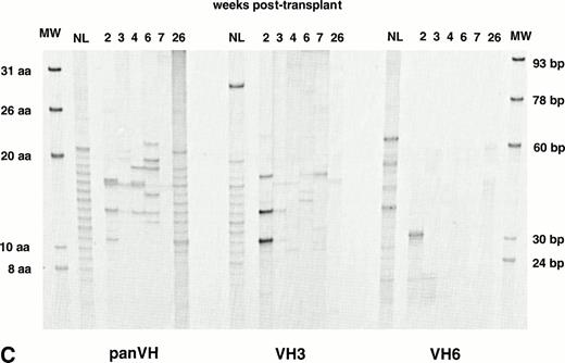 Fig. 4. IgG H CDR3 fingerprinting after (A) allogeneic BMT (patient no. 1), (B) autologous PBSCT (patient no. 9), and (C) CD34 selected autologous PBSCT (patient no. 11). IgG panVH, VH3, and VH6 H CDR3 fingerprinting profiles were obtained as described in Fig 1 and Materials and Methods. Cγ primers were used instead of Cμ primers to amplify H CDR3s in PCRs. MWs are provided of known basepair size and the corresponding number of encoded aa. The numbers above the lanes indicate the number of weeks when the blood samples were collected posttransplant. Absolute lymphocyte counts at corresponding weeks are as shown in Fig 1. Lanes marked NL show the IgG H CDR3 profiles of a normal donor. IgG H CDR3 repertoire reconstitution was significantly delayed posttransplant. Shown are IgG fingerprinting profiles representative of 11 patients and normal donors of allogeneic BMT recipients.