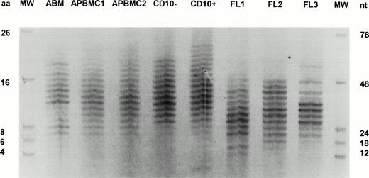 Fig. 5. IgM panVH H CDR3 fingerprinting on human fetal liver and adult B cells. Fingerprinting methodology is identical to that described in the Materials and Methods. Abbreviations: ABM, adult BM; APBMC, adult peripheral blood mononuclear cells; CD10−, CD10−CD20+ mature B-cell population sorted from ABM by FACS; CD10+, CD10+ CD20+ pre-B cells sorted from ABM by FACS; FL, 12-week-old human fetal liver; MW, molecular markers; nt, nucleotides; aa, amino acids. Reprinted with permission from International Immunology, Vol 9, No 10, pp 1503-1515 by permission of Oxford University Press.