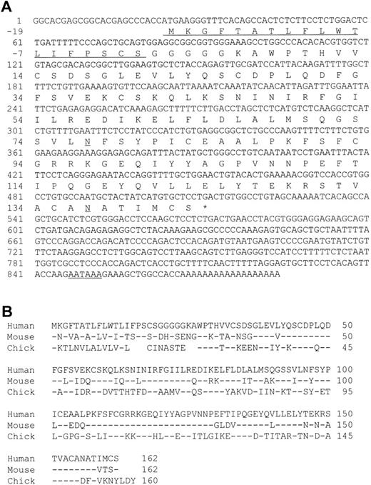 Fig. 1. A nucleotide sequence of human MD-1 and alignment of its amino acid sequence with mouse and chicken MD-1. (A) The nucleotide sequence of human MD-1 is shown. A poly(A) signal is underlined. An encoded amino acid sequence is also shown. A signal sequence and two canonical N-glycosylation sites are underlined. (B) Amino acid alignment of human, mouse, and chicken MD-1. Identical residues in mouse and chicken MD-1 are denoted by (−). Five gaps are introduced in chicken to optimize alignment and denoted by blanks.