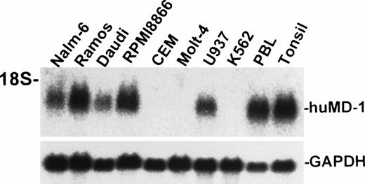 Fig. 2. Northern hybridization of human MD-1. Total RNA from human cell lines were electrophoresed, blotted, and hybridized with the human MD-1 probe. An approximately 1-kb signal is apparent and indicated as huMD-1. The same blot was reprobed for GAPDH and is shown below.