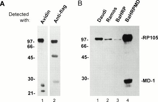 Fig. 3. The MHR73 MoAb recognizes RP105. (A) Cell surface proteins on M12HRP cells were biotinylated. After extraction with a lysis buffer, immunoprecipitation was conducted with the MHR73 MoAb. Precipitated proteins were subjected to SDS-PAGE (12% acrylamide, reduced condition) and blotted onto a nitrocellulose membrane. Blotted proteins were detected with either avidin horseradish peroxides (for cell surface molecules: lane 1) or an anti-flag MoAb followed by goat antimouse IgG-horseradish peroxidase (for human RP105 that bears the flag epitope at the carboxy-terminus: lane 2). Signals of about 50 and 28 kD are observed in lane 2. They correspond to the heavy chain and the light chain of the MHR73 MoAb, because they were detected with goat antimouse IgG-horseradish peroxidase alone (data not shown). (B) Indicated cell lines were subject to cell surface biotinylation. Cell surface molecules were then precipitated with either the MHR73 MoAb (lanes 1, 2, and 4) or the anti-flag MoAb (lane 3). Precipitated molecules were resolved on SDS-PAGE, blotted on an nitrocellulose membrane, and detected with avidin-horseradish peroxidase. The MD-1 signal was very faint in Daudi or Ramos cells in this experiment. However, we confirmed additional signals of 25 and 22 kD in other experiments (data not shown).