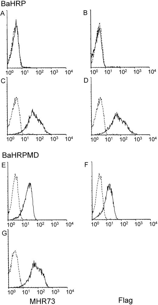 Fig. 4. MD-1 has an important role in cell surface expression of human RP105. Two IL-3–dependent lines, BaHRP (A through D) and BaHRPMD (E through G), were stained with either the anti-RP105 MoAb MHR73 (the left column) or the anti-flag MoAb M2 (the right column). Cell permeabilization was conducted in (C), (D), and (G). RP105 and MD-1 were tagged with the flag epitope at carboxy-terminus. Carboxy-temini of RP105 and MD-1 are located inside or outside cells, respectively. Therefore, the anti-flag MoAb detects MD-1 but not RP105 in cell surface staining of BaHRPMD cells (F).