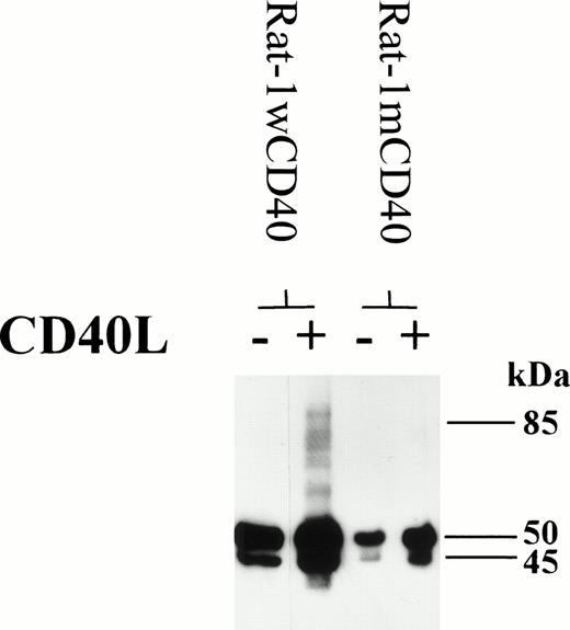 Fig. 8. Rat-1 fibroblasts were transfected with either wild-type human CD40 (Rat-1wCD40) or mutant human CD40 (Rat-1mCD40). Stable transfectants were stimulated with CD40L for 72 hours. Cell lysates were prepared and equal amounts of total cellular protein was resolved on 10% SDS-PAGE. The presence of CD40 homodimers on immunoblots was determined using anti-CD40 MoAb G28.5. The numbers to the right of each panel set indicate the positions of molecular weight markers.