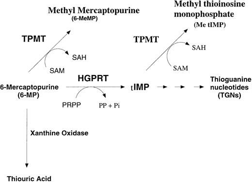 Fig. 1. The metabolism of 6-mercaptopurine.