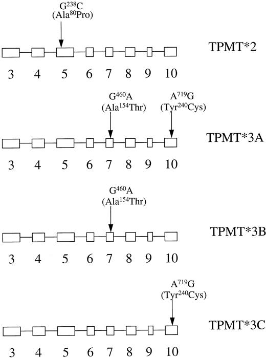 Fig. 2. Allelic variants of the TPMT gene. Boxes depict exons in the open reading frame of the human TPMT gene. The positions of the three point mutations detected by PCR-based assays are indicated.