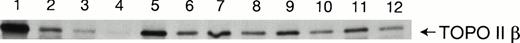 Fig. 6. Degradation of TOPO IIβ in control and RA-treated HL-60 cells. Control cells (lanes 1 through 4), 48-hour RA-treated cells (lanes 5 through 8), and 96-hour RA-treated cells (lanes 9 through 12). Lanes 1, 5, and 9, protein level immediately after labeling with35S-methionine; lanes 2, 6, and 10, labeled protein levels at 2 hours after reincubation in complete medium; lanes 3, 7, and 11, labeled protein levels at 4 hours after reincubation in complete medium; and lanes 4, 8, and 12, labeled protein levels at 6 hours after reincubation in complete medium.