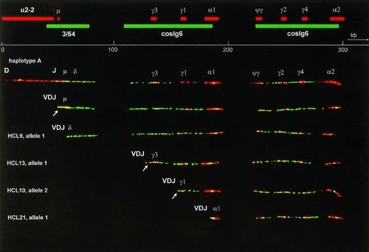 Fig. 1. The upper part is a fiber FISH map of the immunoglobulin CH region, based on the hybridization pattern of the probes indicated as red (biotin-labeled) and green (digoxigenin-labeled) bars. Although cosmid probes U2-2 and 3/64 each showed a single, continuous signal, cosmid cosIg6 hybidized to two stretches of genomic DNA, each twice as long as a normal cosmid and separated by a gap. These two stretches represent the two evolutionary duplication units of the human CH region, illustrating the high degree of homology between and within these units. The 16 kb C probe hybridized to both C genes and S regions and also gave a small signal at the site of Sμ, because Sμ is highly homologous to S. The Cγ4 probe hybridized to all Cγ genes as well as to the Cψγ gene. Below the scale bar a fiber representing the germline configuration of the most common haplotype (A) is shown. The second fiber is an allele that has undergone VDJ recombination, resulting in loss of almost the whole cosmid U2-2 probe signal. The four fibers below are alleles, derived from HCL cases that have also recombined their V, D, and J genes, but in addition have undergone class-switch deletion to, from top to bottom, the Cδ, Cγ3, Cγ1, and C1 genes. In each case this deletion has led to loss of all probe signals between VDJ and the target CH gene. In the case with Cδ switching this deletion is recognized by shortening of cosmid 3/64 signal combined with absence of the Sμ signal. The probe signals representing the remains of cosmids U2-2 and 3/64 containing the JH-5′ Sμ region are often too small to be observed. In the Cγ3-and Cγ1-switched fibers they are visible, however, as a red and a green dot at the left end of the fiber (arrow). To facilitate interpretation, only fibers of haplotype A were selected for this figure, and the lengths of the class-switched fibers were normalized to the germline fiber. This was only done for Fig 1, allowing the inclusion of a scale bar. In the other figures no scale bars were given because the fibers have different degrees of magnification and stretching.