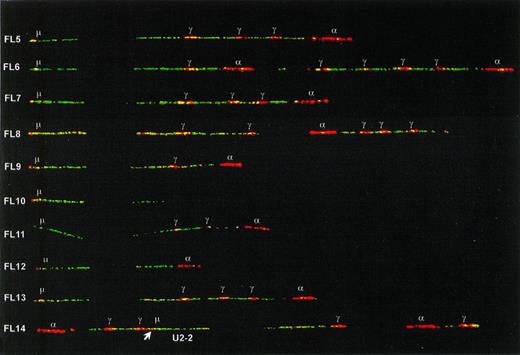 Fig. 4. Class-switch rearrangements with retention of the Cμ-Cδ region on the nontranslocated, functional alleles of nine IgM expressing FL and one IgH-negative FL (FL14). The positions of Sμ and the Cγ and C plasmid probe signals are indicated. The differentiation between Cγ and C probe signals has been made by sequentially hybridizing probe mixes with and without the C probe. The position of the U2-2 cosmid in FL14 was determined by sequentially hybridizing the IgH probe mix with and without U2-2. Its orientation could be determined by the presence of a Sμ signal derived from the C probe (indicated with an arrow).