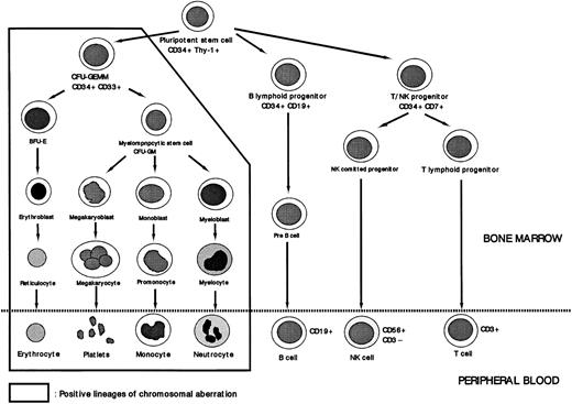 Fig. 7. Lineage involvement of abnormal clone of MDS. Trisomy 8 was not detected in cells of the lymphoid lineage or in CD34+Thy-1+ cells. The cells affected by the chromosomal aberration +8 are these assumed to be at the level of CFU-GEMM.