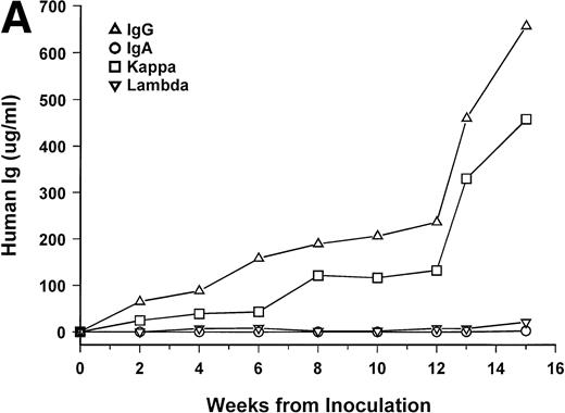 Fig. 1. hIg levels in SCID-hu mice. The mice were bled at the indicated time point after inoculation of myeloma cells, and the levels of Ig heavy and light chains were determined by ELISAs. Three examples are presented. (A) IgGκ myeloma (patient no. 1). (B) IgAκ myeloma (patient no. 2). (C) κ light chain myeloma (patient no. 6).