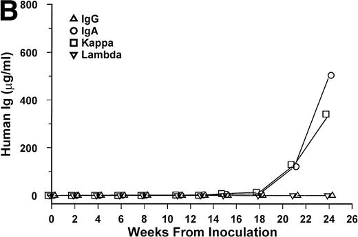Fig. 1. hIg levels in SCID-hu mice. The mice were bled at the indicated time point after inoculation of myeloma cells, and the levels of Ig heavy and light chains were determined by ELISAs. Three examples are presented. (A) IgGκ myeloma (patient no. 1). (B) IgAκ myeloma (patient no. 2). (C) κ light chain myeloma (patient no. 6).