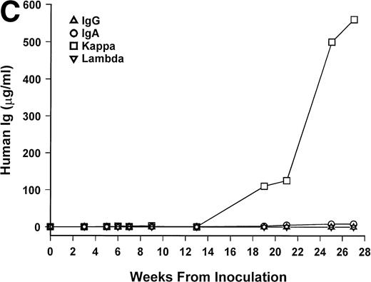 Fig. 1. hIg levels in SCID-hu mice. The mice were bled at the indicated time point after inoculation of myeloma cells, and the levels of Ig heavy and light chains were determined by ELISAs. Three examples are presented. (A) IgGκ myeloma (patient no. 1). (B) IgAκ myeloma (patient no. 2). (C) κ light chain myeloma (patient no. 6).
