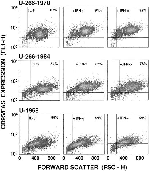 Fig. 6. Fas expression in the U-266-1970, U-266-1984, and U-1958 cell lines. Cells were incubated in the absence (U-266-1984) and presence (U-266-1970 and U-1958) of IL-6 (20 U/mL). Cells were incubated in the absence or in the presence of IFN-γ (1,000 U/mL) or IFN- (1,000 U/mL) for 96 hours and subjected to flow cytometry analysis using the UB2 antibody. The population of Fas-positive cells was gated in the analysis by the use of mouse anti-IgG1 antibodies.