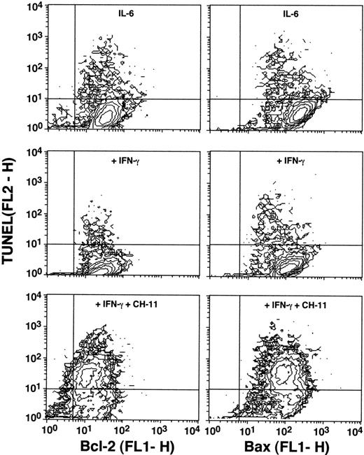Fig. 7. Expression of Bcl-2 and Bax in the U-266-1970 cells in the absence or presence of anti-Fas MoAbs (CH-11; 100 ng/mL). Cells were incubated in the presence of IL-6 (20 U/mL) without or with IFN-γ (100 U/mL) for 96 hours. Cells were then subjected to double-staining for TUNEL and Bcl-2 or Bax expression and flow cytometry analysis. The population of TUNEL+/Bcl-2+ and TUNEL+/Bax+ cells was gated in the analysis by the use of RPE-conjugated mouse IgG1/FITC-conjugated mouse IgG1 and RPE-conjugated mouse IgG1/FITC-conjugated antirabbit IgG, respectively.