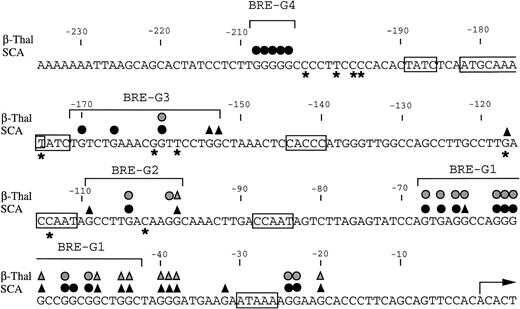 Fig. 4. Summary of in vivo footprints of the γ-globin gene promoter observed with butyrate treatment. Canonical elements are boxed. Closed and stippled symbols are for sickle cell anemia and β-thalassemia, respectively. Symbols: circles, footprinted G residues; triangles, G residues hyperreactive to DMS. Asterisks indicate sites of mutations that result in HPFH. The transcriptional start site of the γ-globin gene is denoted by the arrow.