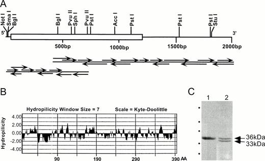 Fig. 2. Organization of human Emp cDNA. (A) The restriction map was obtained from two overlapping clones isolated from a human U937 λgt11 cDNA library. The central block (nucleotides 45-1229) represents the coding region. Both strands were sequenced, and arrows indicate the sequencing strategy. (B) Hydrophilicity plot of the deduced amino acid sequence of Emp. Positive values indicate hydrophilicity, whereas negative values indicate hydrophobicity. AA, amino acids. (C) Immunochemical identification of the Emp sequence. Macrophage membrane proteins were separated by 18% SDS-PAGE, transferred to NC membrane, and probed with affinity purified anti-p1 antibodies (lane 1) or affinity-purified antibodies against native Emp (lane 2). Anti-p1 was raised against the synthetic peptide corresponding to residues 15-26. The position of the molecular weight standards (same as those used in Fig 1) is shown on the left.