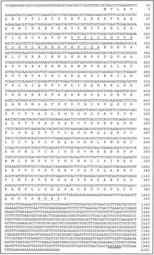 Fig. 3. Nucleotide and deduced amino acid sequence of human Emp cDNA. The putative membrane spanning domain is underlined, the putative PTB binding motif is dotted underlined, and the polyadenylation consensus sequence (AATAAA) is doubly underlined.