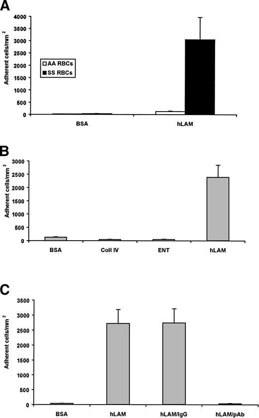 Fig. 1. Sickle RBCs adhere to laminin. A 1% hematocrit of sickle (SS) RBCs or normal (AA) RBCs was flowed across immobilized protein (0.75 μg). Adherent cells from four representative regions were counted by microscopy, normalized to cells per square millimeter, and shown as the mean ± SD. (A) Significant adhesion of sickle, but not normal, RBCs was observed to human laminin (hLAM). Only background levels of adhesion were observed with sickle RBCs to the negative control BSA. Data from 10 sickle cell patients are shown. (B) Sickle RBCs were flowed across immobilized recombinant human entactin (ENT) or collagen IV (Coll IV). SS RBCs did not adhere to either entactin or collagen IV. BSA and hLAM are shown as negative and positive controls, respectively. Data from 3 patients are shown. (C) Immobilized hLAM was pretreated with an antilaminin polyclonal antibody (pAb) before the introduction of the SS 1% hematocrit. The antilaminin pAb significantly inhibited the adhesion of sickle RBCs to hLAM. Adhesion to laminin in the absence of an antibody (hLAM) and in the presence of a nonspecific, isotype-matched IgG antibody are shown as negative controls. Data shown represent experiments from 4 patients.