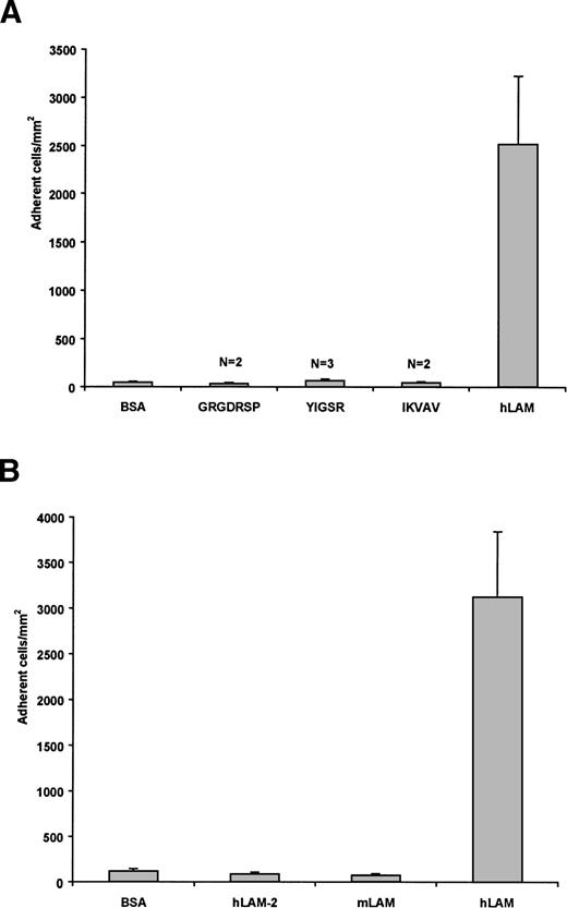 Fig. 2. Sickle RBCs do not adhere to known adhesive regions of laminin, murine EHS laminin, or human laminin-2. (A) Peptides representing known adhesive regions of laminin (GRGDSP, IKVAV, and YIGSR) were immobilized (1 mmol/L) and tested for their ability to support sickle RBC adhesion. These peptides did not support sickle RBC adhesion beyond nonspecific background levels. Adhesion to BSA and hLAM are shown as negative and positive controls, respectively. N = number of patients tested for each peptide. (B) SS RBCs were flowed across immobilized laminin-2 or mouse EHS laminin. Only background levels of sickle cells adhered to laminin-2 (hLAM-2) or mouse laminin (mLAM) compared with human placental laminin (hLAM). Both positive and negative controls are presented. Data shown represent the mean ± SD from six experiments involving 3 patients.