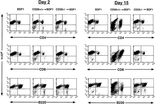 Fig. 1. CD28 expression by donor T cells affects the degree of donor chimerism after transplantation of B6 splenocytes into unirradiated BDF1 mice. Two and 15 days after injection of donor cells, splenocytes from normal BDF1 controls and from BDF1 recipients of CD28+/+ or CD28−/− donor cells were stained for recipient-specific (H2Dd) class-I antigen and for CD4, CD8, or B220 and analyzed by two-color flow cytometry. Results were similar with three mice in each group.
