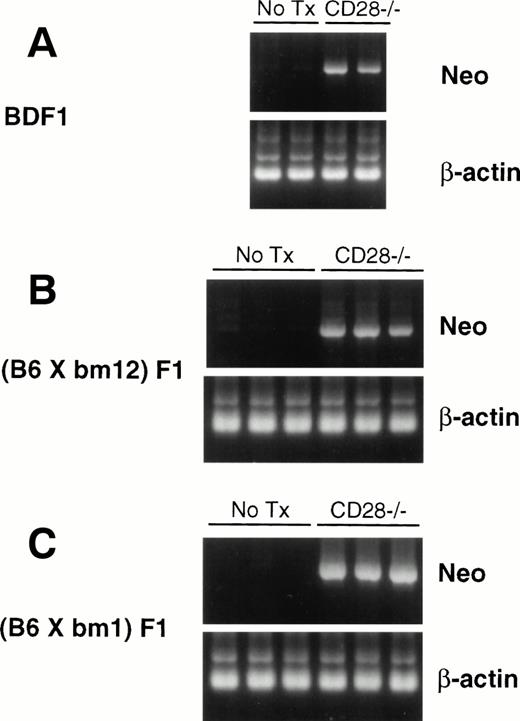 Fig. 3. CD28−/− donor T cells engraft in both unirradiated and irradiated hosts. (A) DNA was extracted from splenocytes of normal BDF1 or BDF1 recipients of CD28−/− spleen cell grafts 28 days after transplant. (B) DNA was extracted from splenocytes of irradiated (B6 × bm12)F1 mice or (B6 × bm12)F1 recipients of CD28−/− CD4+ cells 103 days after transplant. (C) DNA was extracted from splenocytes of irradiated (B6 × bm1)F1 mice or (B6 × bm1)F1 recipients of CD28−/− CD8+ cells 101 days after transplant. DNA was amplified by PCR as described in Materials and Methods. Ethidium bromide-stained agarose gels show the DNA bands for β-actin or neo in each sample.