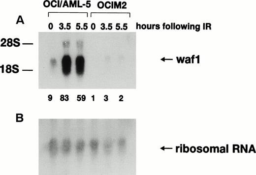 Fig. 2. Expression of p21WAF1 mRNA in γ-irradiated OCI/AML-5 cells. Samples of total RNA (20 μg) prepared from cells at different times after exposure to 6 Gy of γ-irradiation were fractioned on an agarose-formaldehyde gel, transferred to a nylon membrane, and hybridized sequentially with 32P-labeled probes for human p21WAF1 cDNA (A) and 18S ribosomal RNA (B). OCIM2 cells, which express mutant p53 protein, were used as a control. Signal intensities were quantitated on a phosphorimager. The ratio of the p21WAF1 RNA signal to the 18S ribosomal RNA signal in the OCIM2 sample (0 hours) was arbitrarily set to 1.0 and the normalized values of p21WAF1 mRNA are shown at the bottom of (A).