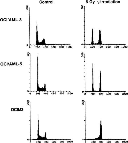 Fig. 3. Cell cycle changes in AML cells after exposure to γ-irradiation (6 Gy). The DNA content was determined by staining the cells with propidium iodide and the resulting profiles resulting from propidium iodide fluorescence are shown. For the irradiated cells, the cell cycle analyses were performed 16 hours after irradiation. OCIM2 cells were used as a control.