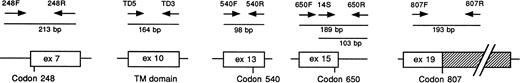 Fig. 1. Schematic representation of the primers from the humanFGFR3 gene used in the study. The FGFR3 exons are indicated by white boxes, and the introns are indicated by lines. The 3′ untranslated region is indicated by the dashed box. The approximate locations of the primers, the length of the amplified fragments, and the approximate positions of codons 248, 540, 650, and 807 are indicated. The nucleotide sequence of FGFR3 cDNA and the intron-exon organization of the gene have been previously reported.1213 The sequences of the primers are as follows: 248F (intron 6), 5′-CCTGAGCGTCATCTGCC-3′, and 248R (exon 7), 5′-CCATTGCATCCCACACGG-3′; TD5 (exon 10), 5′-AGGAGCTGGTGGAGGCTGA-3′, and TD3 (exon 10), 5′-GGAGATCTTGTGCACGGTGG-3′14; 540F (exon 13), 5′-ACTGACAAGGACCTGTCGGAC-3′, and 540R (exon 13), 5′-GCCCTGCGTGCAGGCGCC-3′; 650F (exon 15), 5′-GCATCCACAGGGACCTGG-3′, and 650R (intron 15), 5′-AGGCGGTGTTGGCGCCAG-3′; 14S (exon 15), 5′-GTGCACAACCTCGACTAC-3′ (this primer was used with 650R to obtain a DNA fragment suitable for the restriction enzyme analysis of codon 650); 807F (exon 19), 5′-CCTGTCGGCGCCTTTCGAGCAGTAC-3′, and 807R (exon 19), 5′-CACCAGCAGCAGGGTGGGCTGCTAG-3′.15