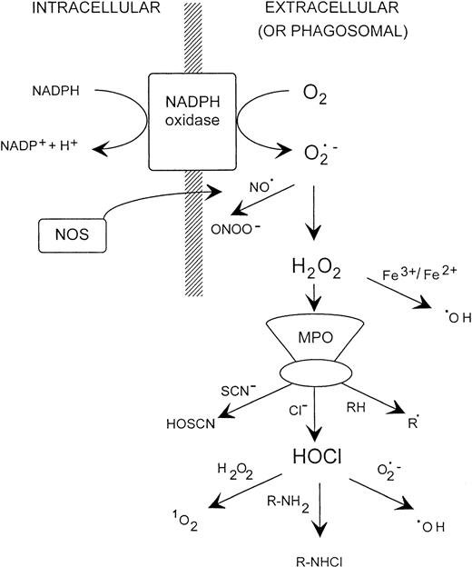 Fig. 1. Possible oxidant generating reactions with stimulated neutrophils. NOS, nitric oxide synthase; MPO, myeloperoxidase.