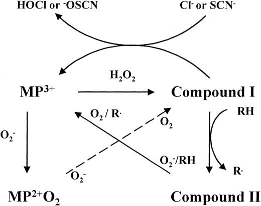 Fig. 2. Reactions of myeloperoxidase. Ferric myeloperoxidase (MP3+) reacts with hydrogen peroxide to form the redox intermediate compound I, which oxidizes chloride or thiocyanate by a single 2-electron transfer to produce the respective hypohalous acids. Myeloperoxidase also oxidizes numerous organic substrates (RH) by two successive 1-electron transfers involving the enzyme intermediates compound I and compound II. Poor peroxidase substrates trap the enzyme as compound II and hypohalous acid production is inhibited unless superoxide is present to recycle the native enzyme. Superoxide can convert myeloperoxidase to compound III, which is turned over by a second reaction with superoxide. It has yet to be established whether the products of the latter reaction are compound I or MP3+ and hydrogen peroxide. Either way, the same net result is achieved.
